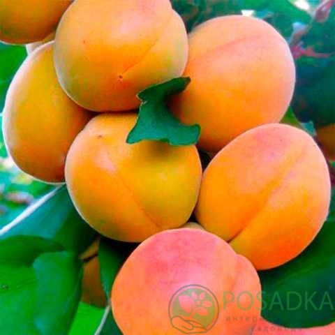 картинка Абрикос колоновидный Голд 