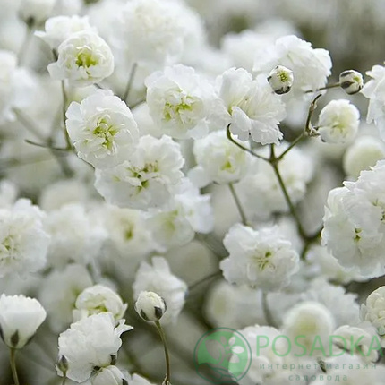 картинка Гипсофила махровая Plena White 