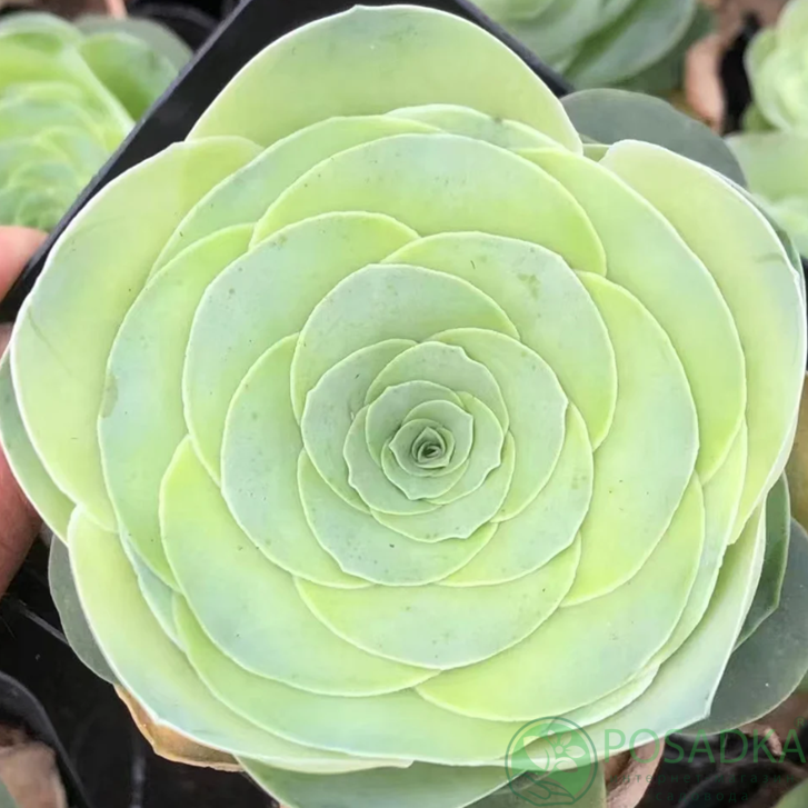 картинка Сукулент Гриновия Диплоциклум (Greenovia Diplocycla) 