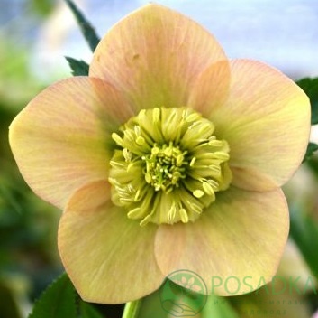 картинка Морозник Anemone apricot  картинка Морозник Anemone apricot