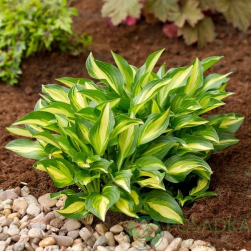 картинка Хоста Lakeside Little Tuft 