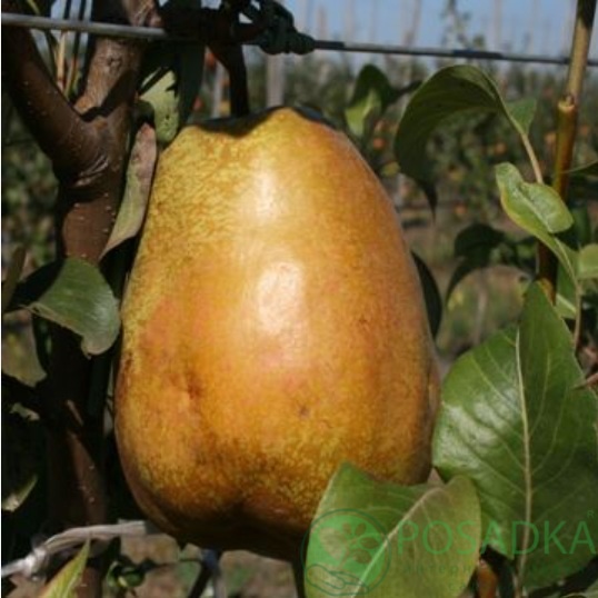 картинка Груша Говерла 