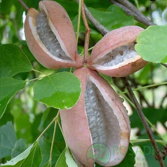 картинка Акебия трехлистная  картинка Акебия трехлистная