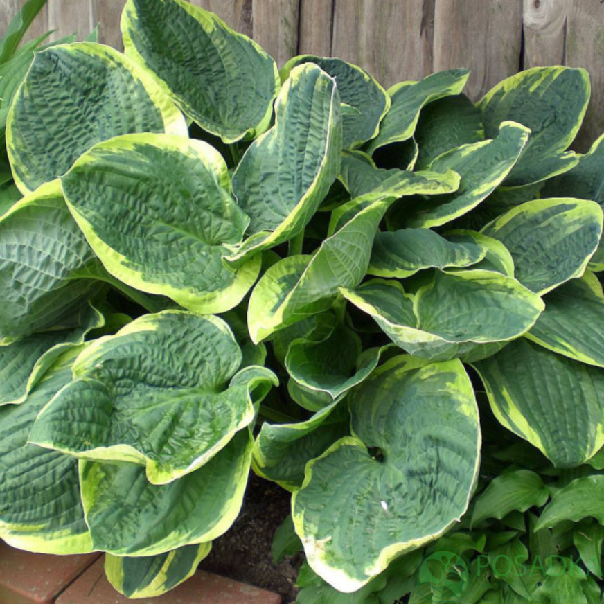 картинка Хоста Christmas Tree 