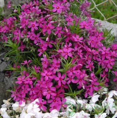 картинка Флокс шиловидный Темискаминг 