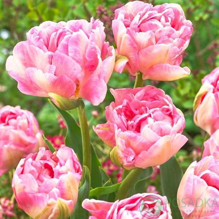 картинка Тюльпан Angelique 