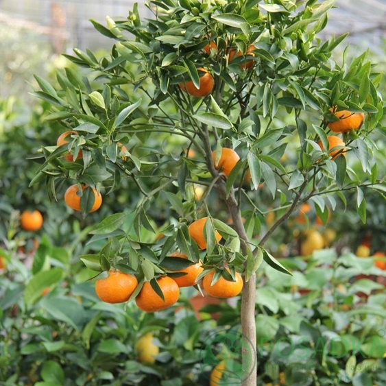 картинка Мандарин Тардиво Чиакулли (контейнер Р14) 