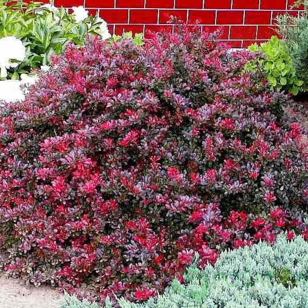 картинка Барбарис тумберга Atropurpurea Nana 
