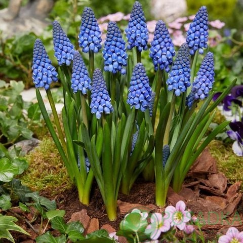 картинка Мускари Big Smile 