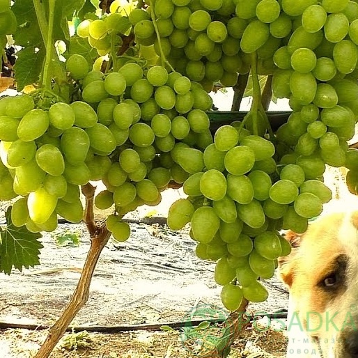 картинка Виноград Божий Дар 