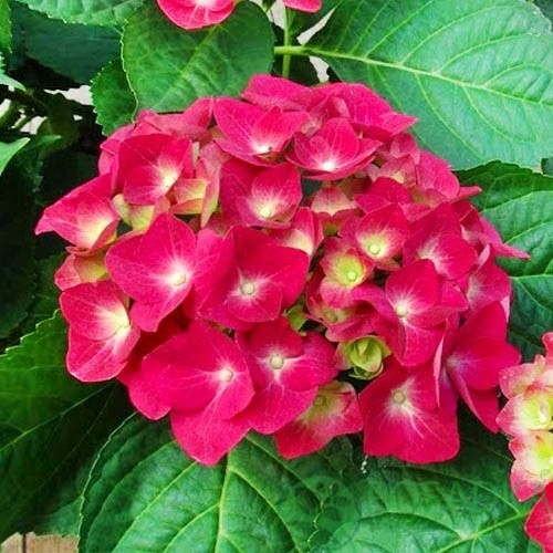 картинка Гортензия крупнолистная Doris 
