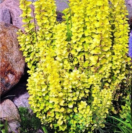 картинка Барбарис Тунберга Golden Rocket (Голден Рокет) 