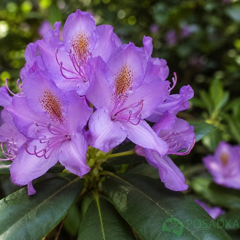 картинка Рододендрон катевбинский Grandiflorum 