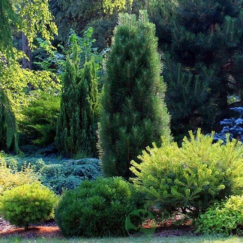 картинка Сосна черная Грин Рокет 