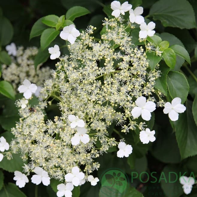  Hydrangea Anomala Petiolaris 