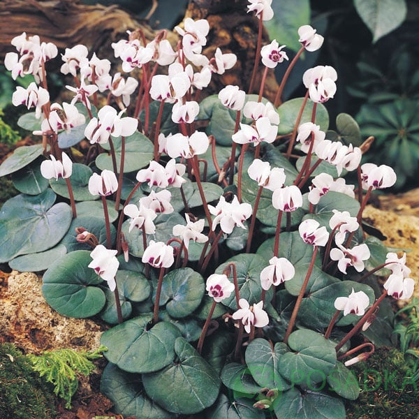 картинка Цикламен Silver Leaf Alba 
