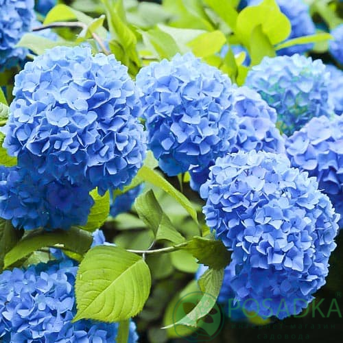 картинка Гортензия крупнолистная Nikko Blue (Никко Блю) 