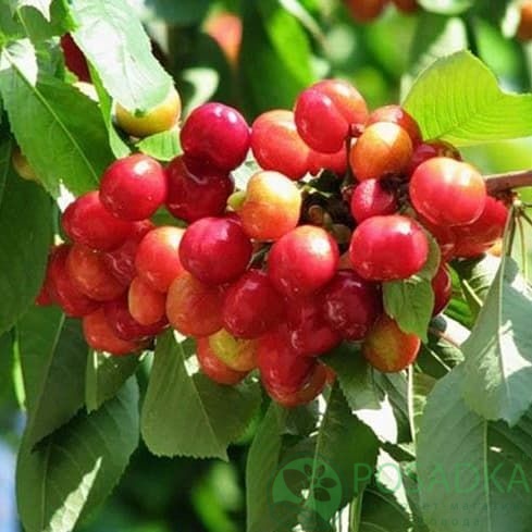 картинка Черешня Донецкая Красавица 