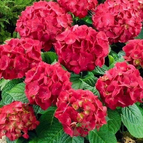 картинка Гортензия крупнолистная Doris 