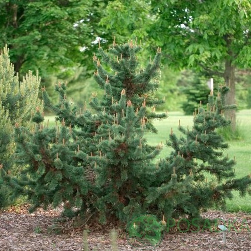 картинка Сосна остистая (Pinus aristata) 