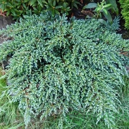 картинка Можжевельник чешуйчатый Литтл Джоанна С2 