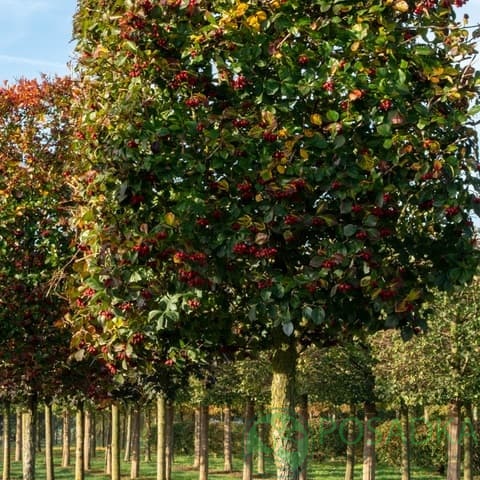 картинка Боярышник сливолистный (Crataegus persimilis) 