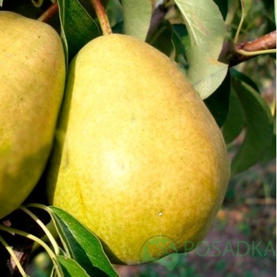 картинка Груша Далисан 