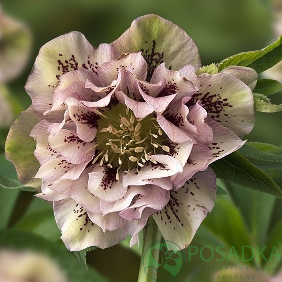 картинка Морозник Double apricot spotted  картинка Морозник Double apricot spotted