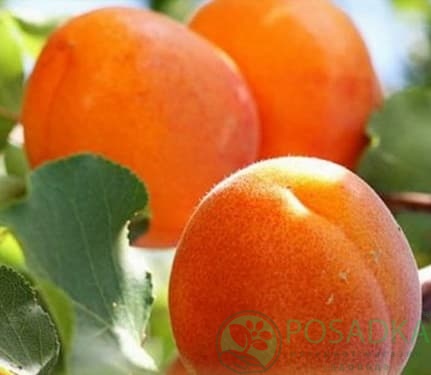 картинка Абрикос Харлайн 