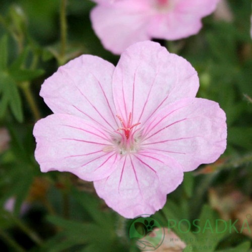 картинка Герань Vision Pink Apex картинка Герань Vision Pink Apex