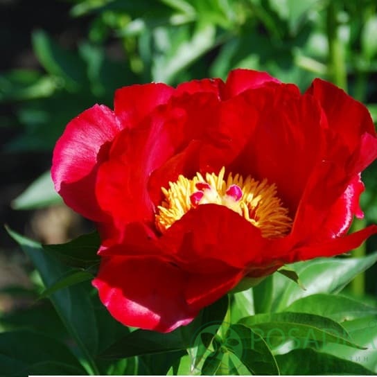 картинка Пион Блейз 