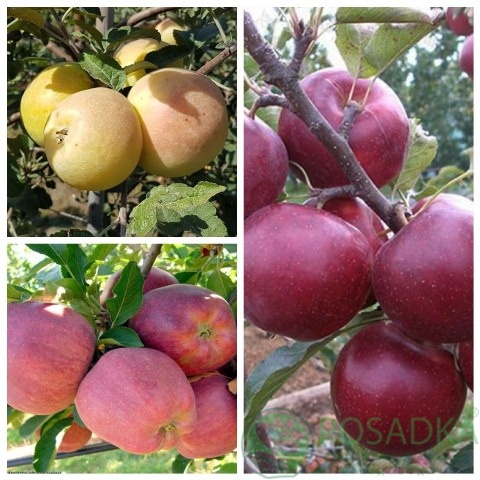 картинка Яблоня дерево сад (Джерси, Снежный Кальвиль, Гала Маст) 