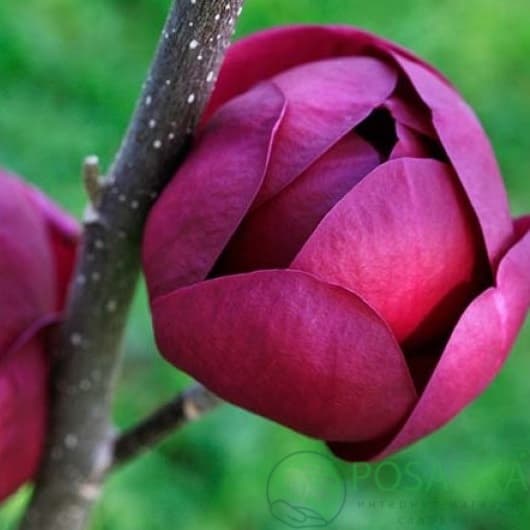 картинка Магнолия Чёрный тюльпан (Black Tulip) 