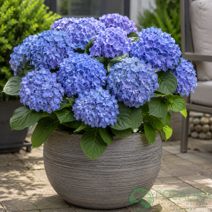 картинка Гортензия крупнолистная Early Blue (Эрли Блю) 