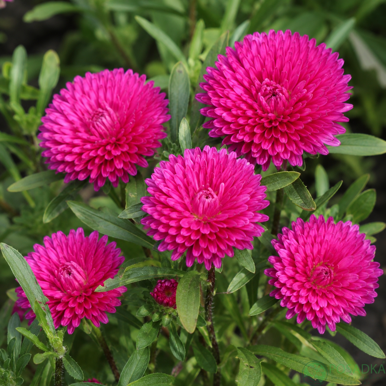 картинка Астра новобельгийская Showmakers Pretty Pink 