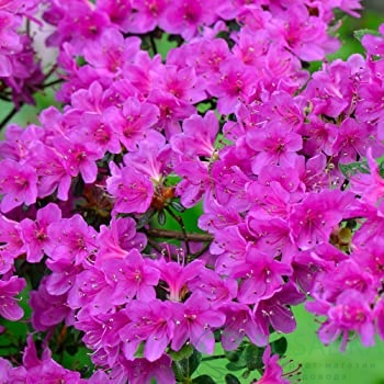 картинка Рододендрон тупой Amoenum 