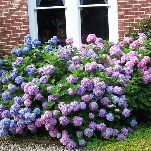 картинка Гортензия крупнолистная Bailmer 