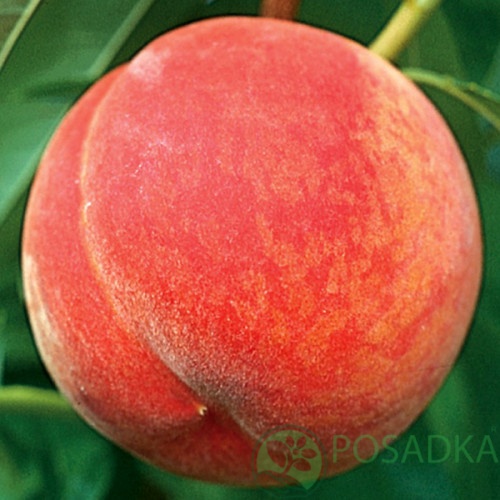 картинка Персик Флеминг Фьюри PF-23 