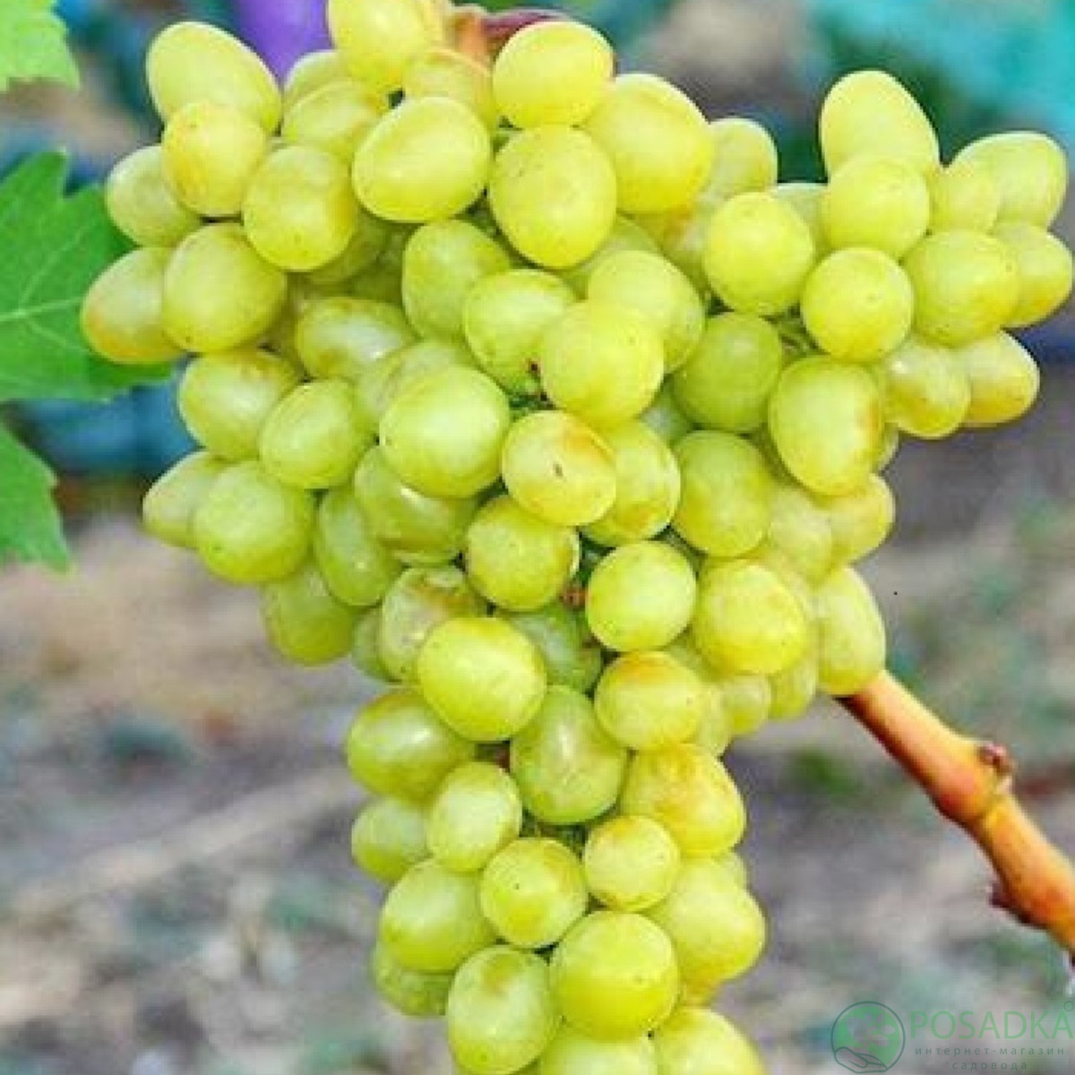 картинка Виноград Белоснежка 