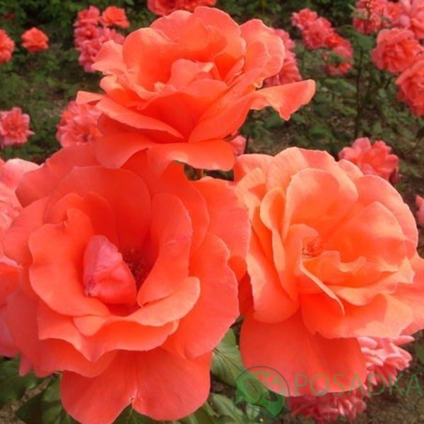 картинка Роза спрей Сюрприз С2 