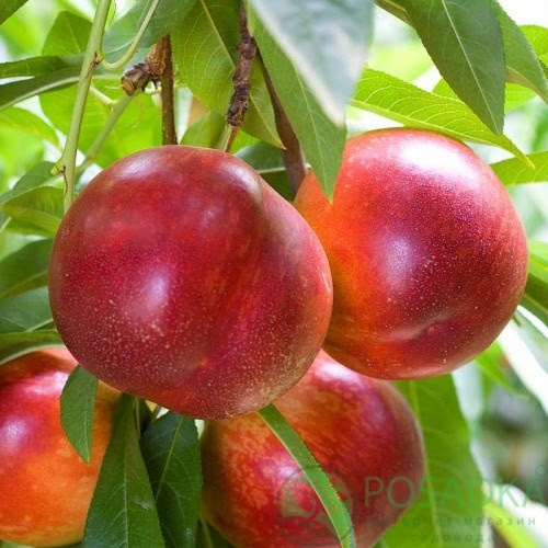 картинка Нектарин Фантазия 