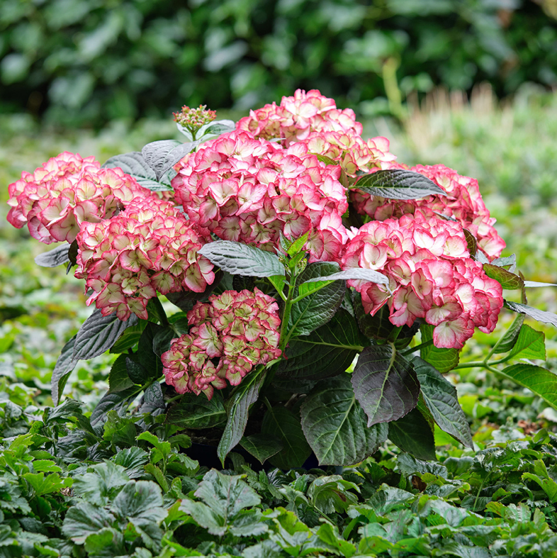 картинка Гортензия крупнолистная Beauty of Boskoop (Бьюти оф Боскоп) 