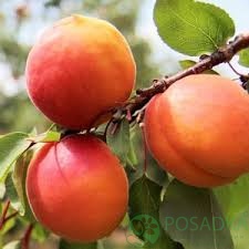 картинка Абрикос Фардао 