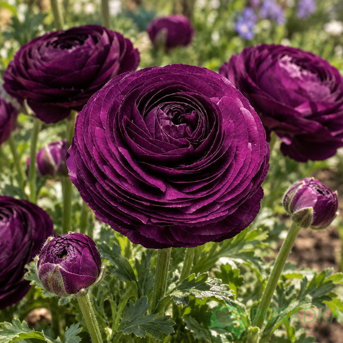 картинка Ранункулюс (лютик) Tomer Purple 