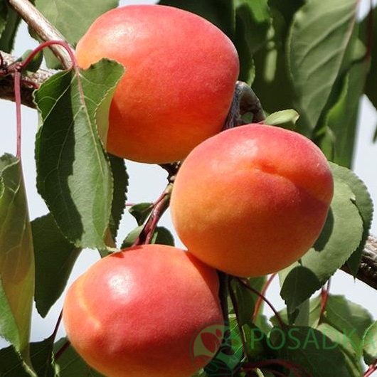 картинка Абрикос Микадо 