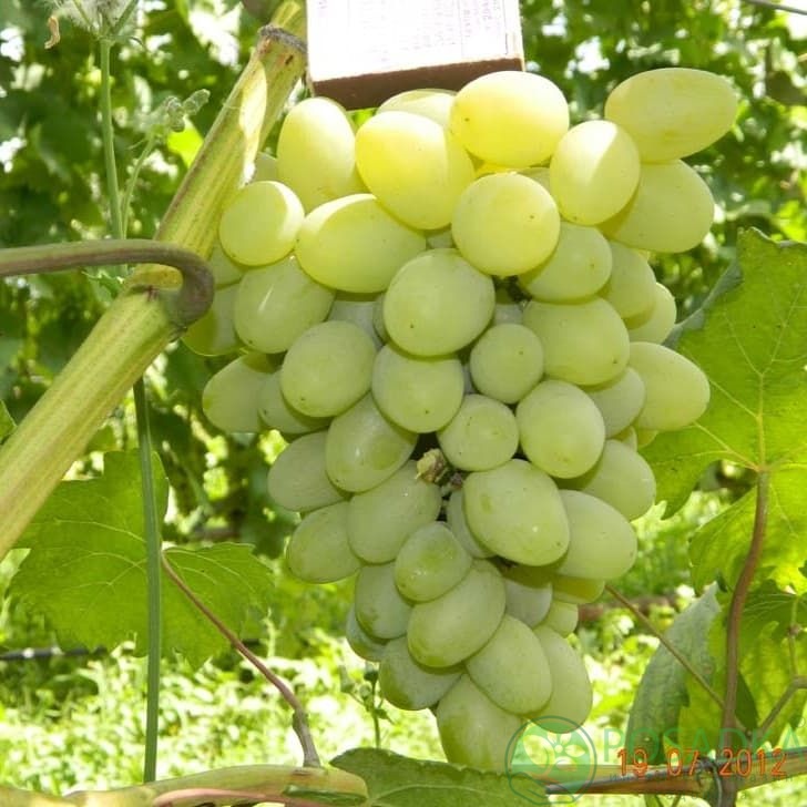 картинка Виноград Галахад (контейнер) 