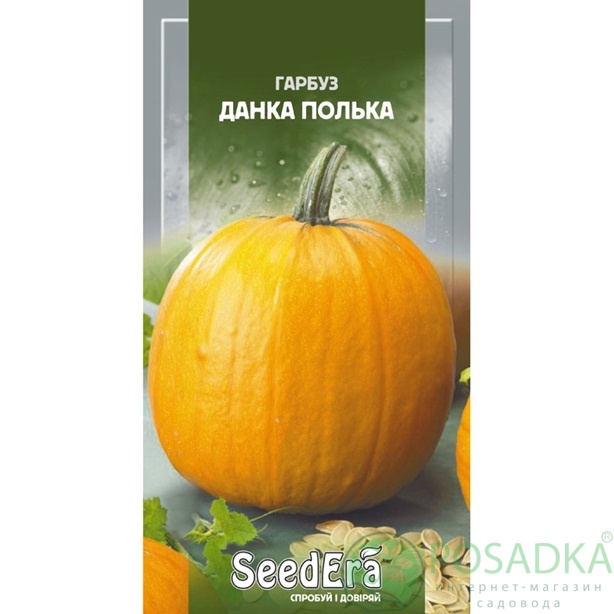 картинка Семена Тыква Данка полька 10 шт, SeedEra картинка Семена Тыква Данка полька 10 шт, SeedEra