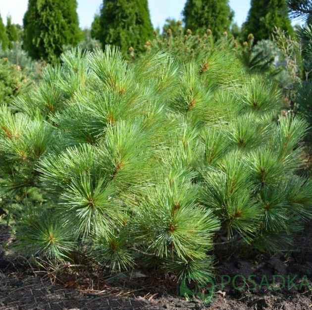 картинка Сосна густая Pinus densata 1л 