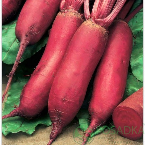 картинка Семена свекла столовая Ренова 3 г, SeedEra 