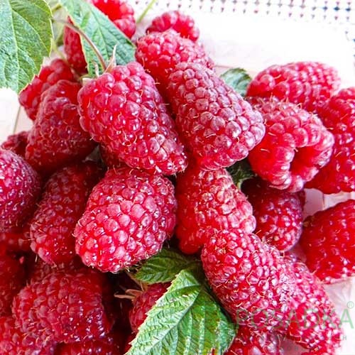 картинка Малина Регина  картинка Малина Регина